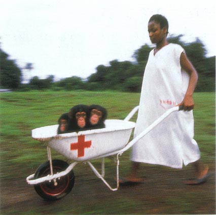 Affen in der Schubkarre in Liberia