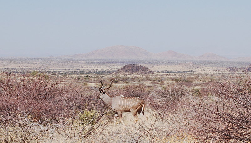 Kudu in Etusis