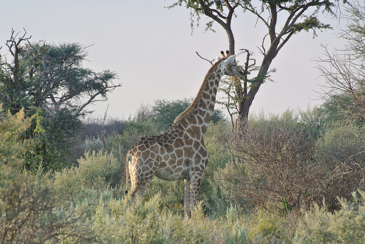 Giraffe 2012 inAfrika