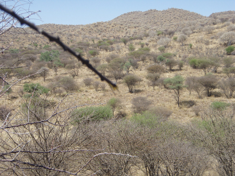 Abgeschossener Ast, Oryx stand rechts neben der Baumgruppe ueber dem Astende