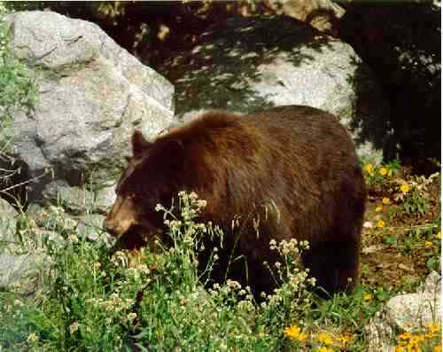 Bear near MMT