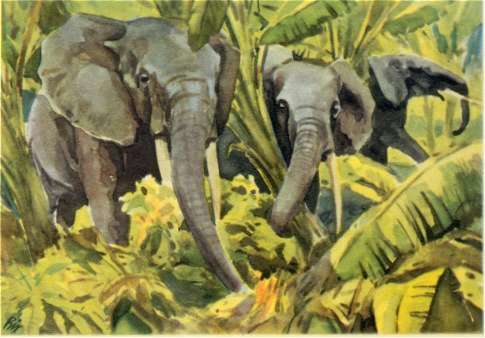 Elefanten äsen in Bananenpflanzungen
